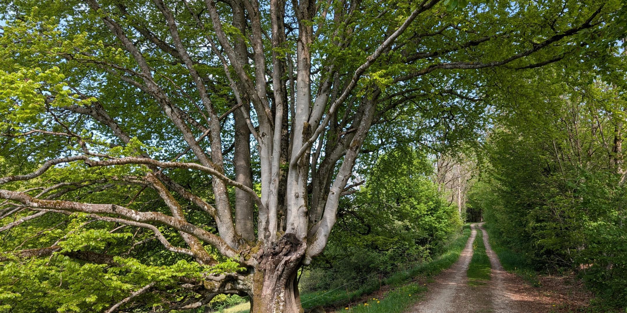 Wanderweg durch eine Baum Allee