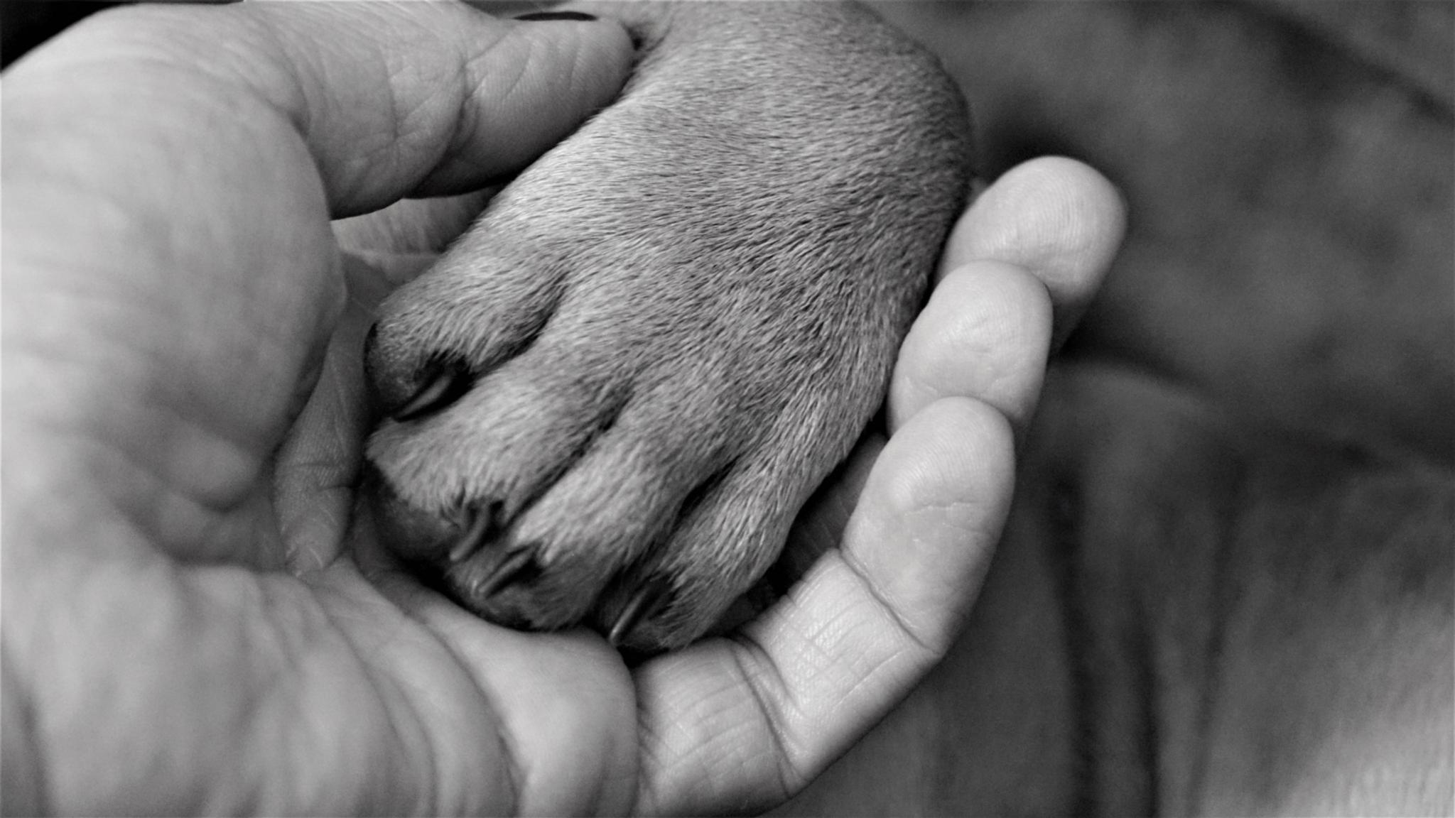 Hand mit einer Tierpfote