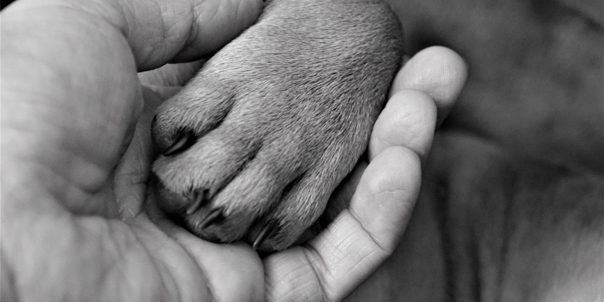 Hand mit einer Tierpfote