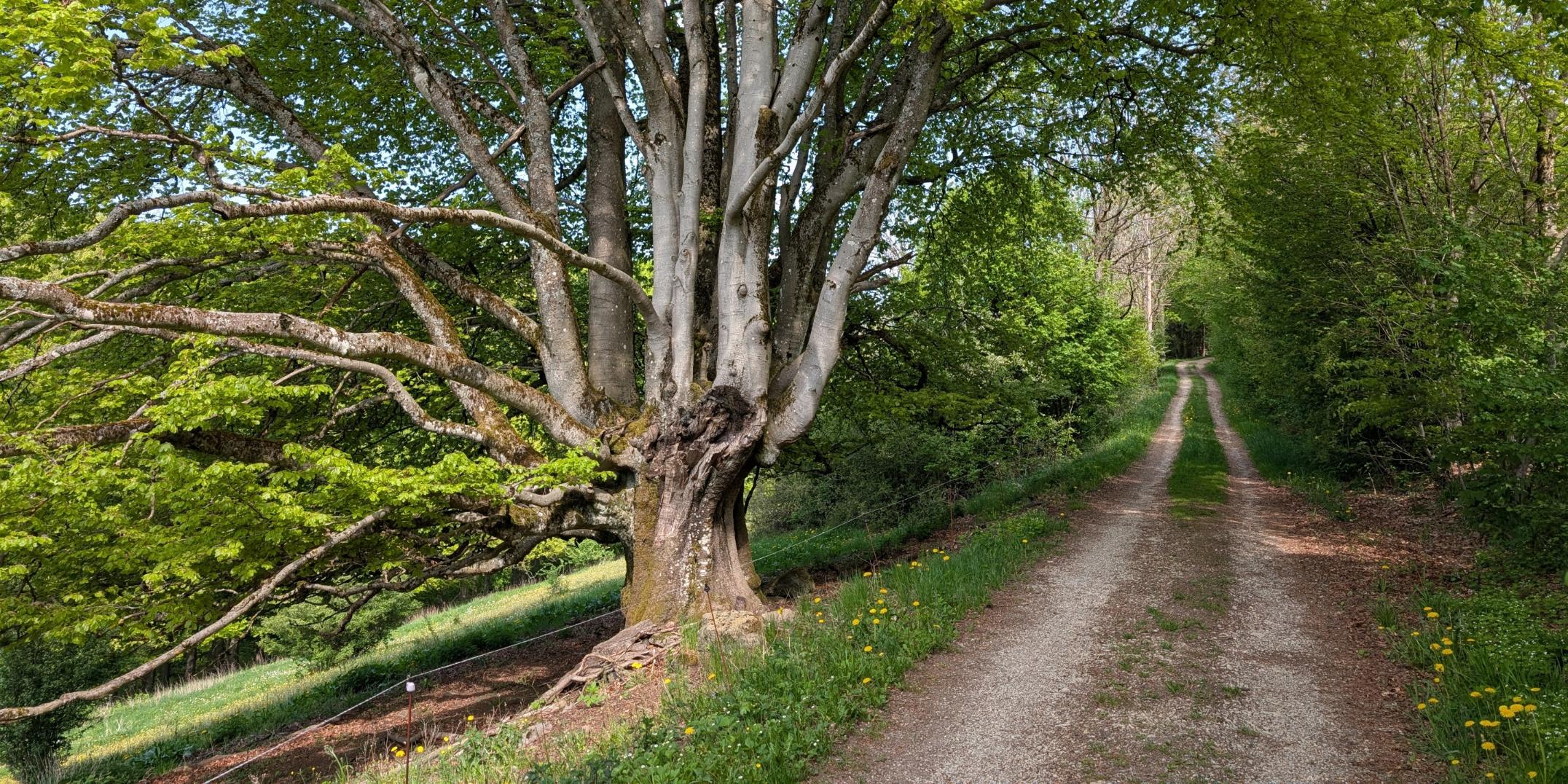 Wanderung zum Altschloßfelsen am 16.05.2026