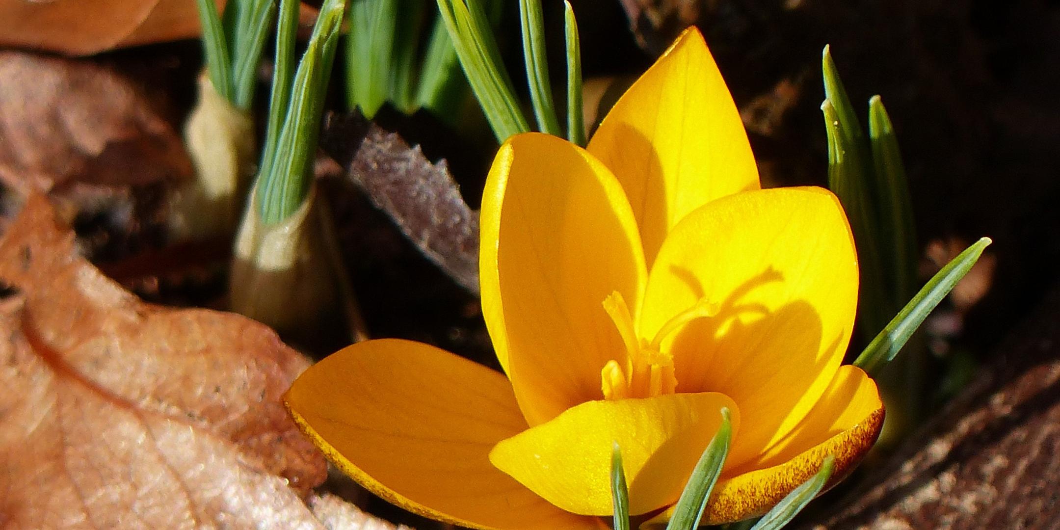 Gelbe Krokus