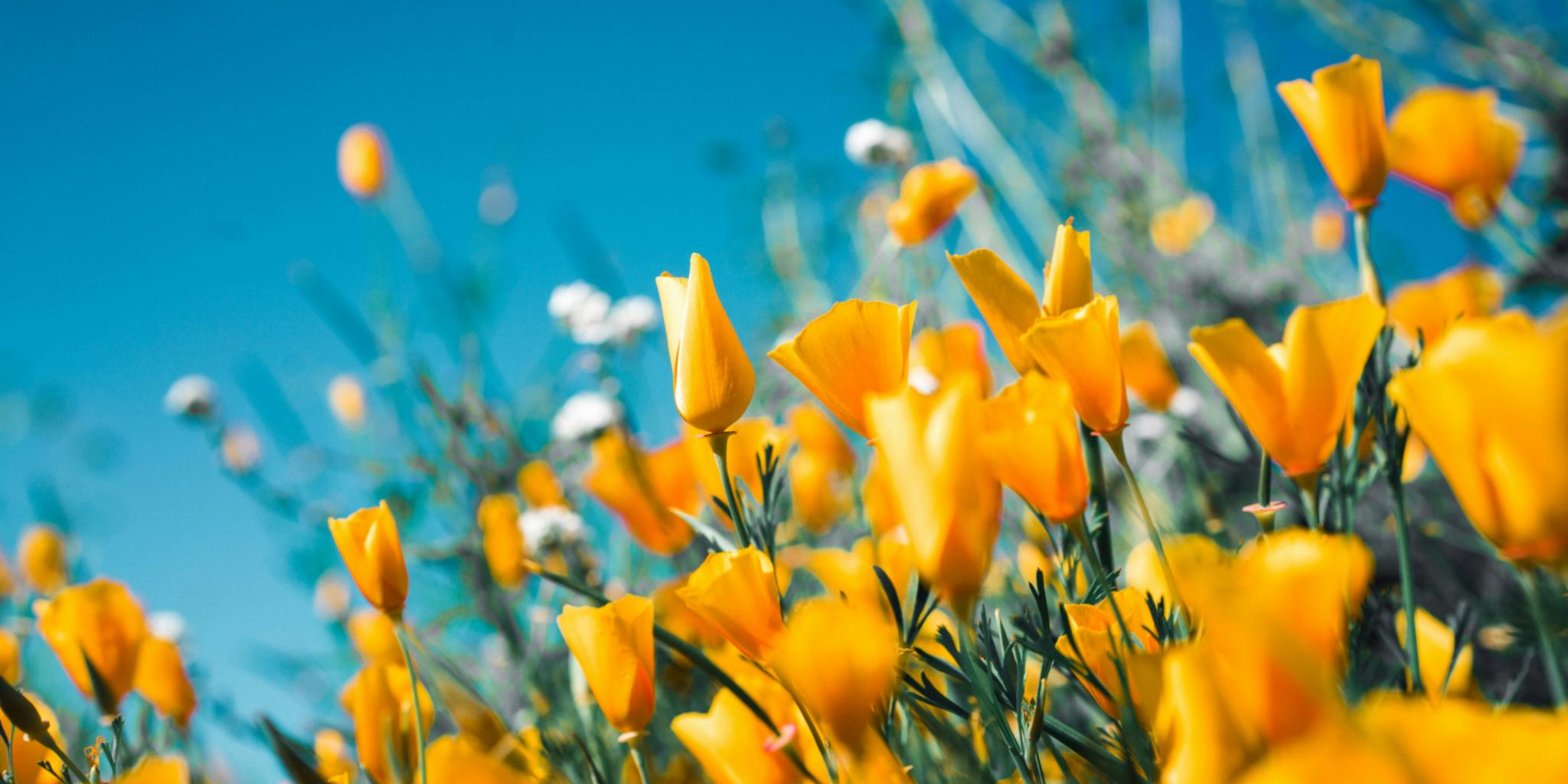 Blumenwiese